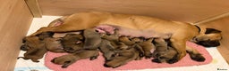 Boerboel dogs for sale: Boerboel puppies - Advert 1