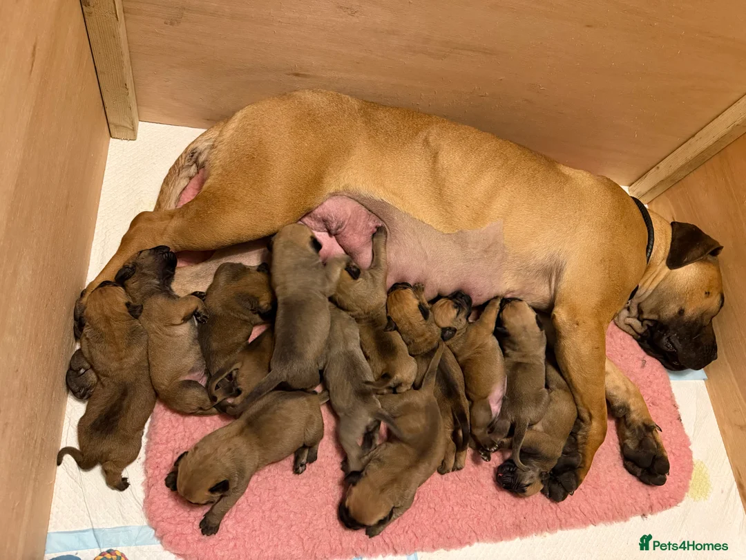Boerboel dogs for sale: Boerboel puppies - Advert 1