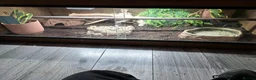 King Snake reptiles for sale: Black mexican kingsnake with setup  - Advert 2
