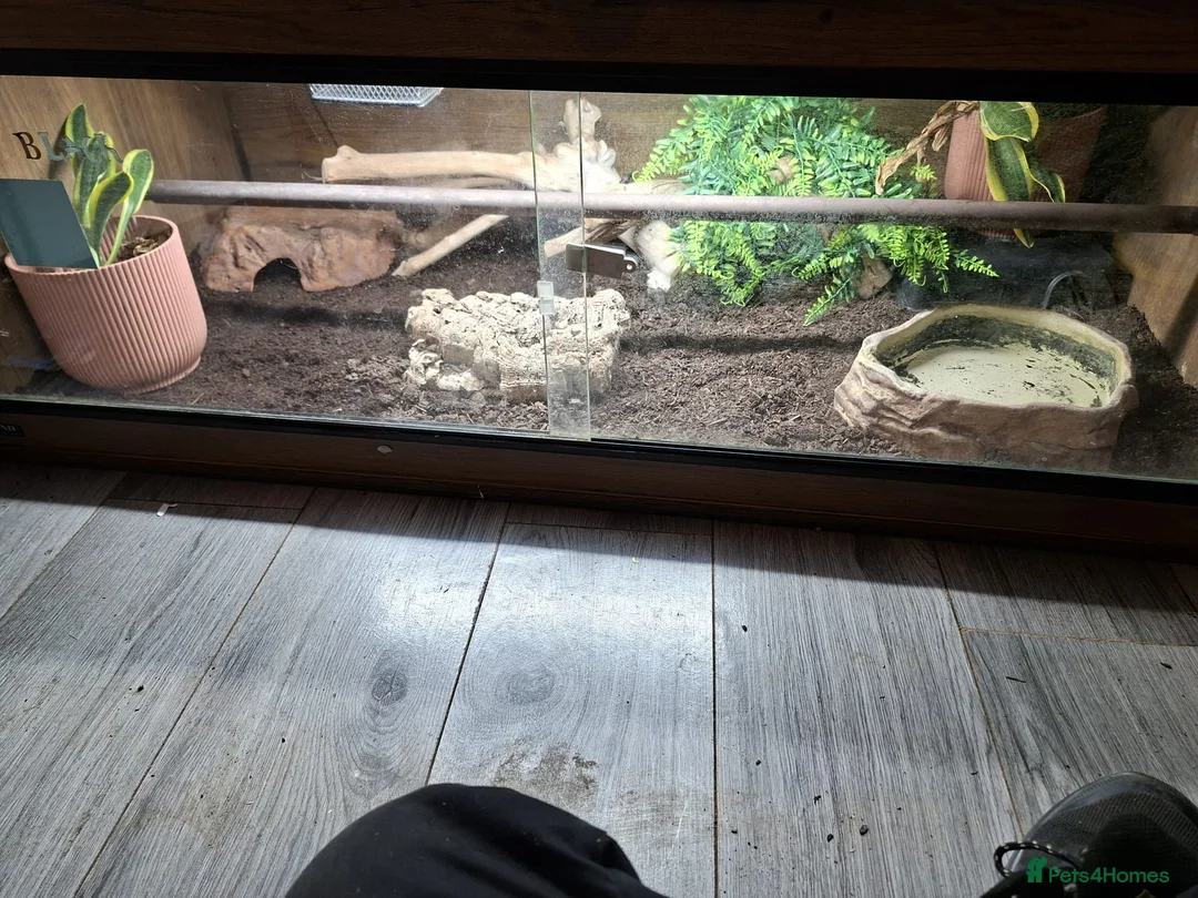 King Snake reptiles for sale: Black mexican kingsnake with setup  - Advert 2