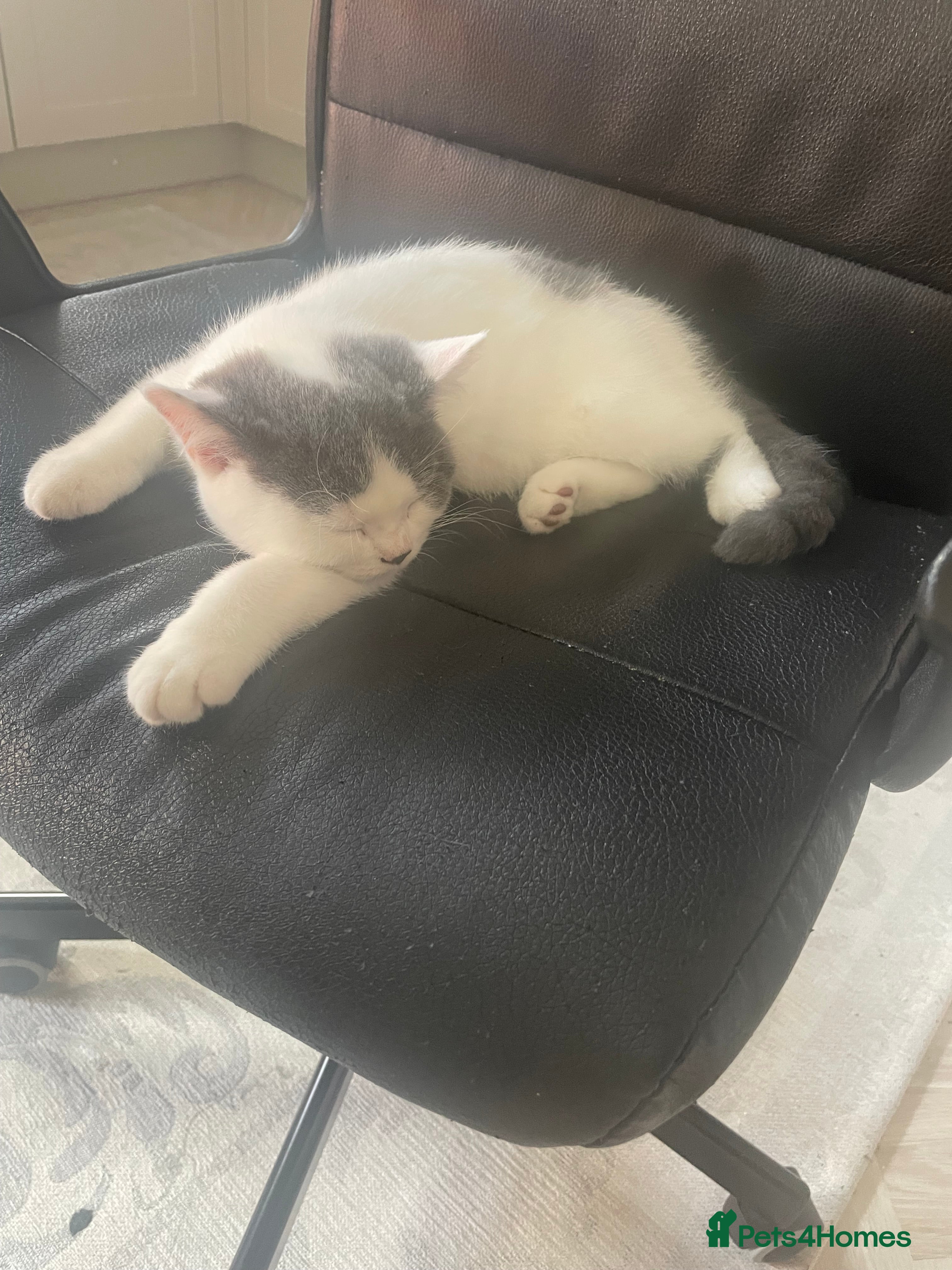 British Shorthair cats Teddy&Snowy-Looking for Forever Home Together  - Advert 2