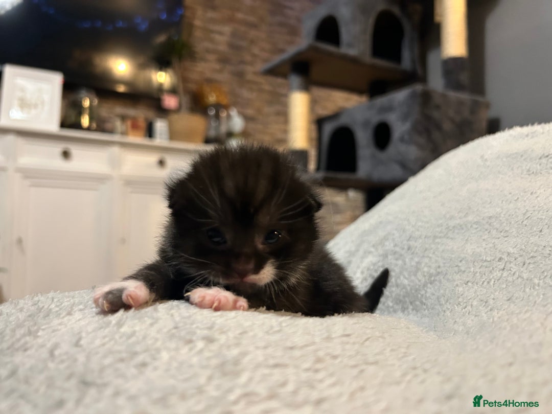 Norwegian Forest Cat cats for sale: BLACK&SILVER NORWEGIAN BOY LEFT  - Advert 20