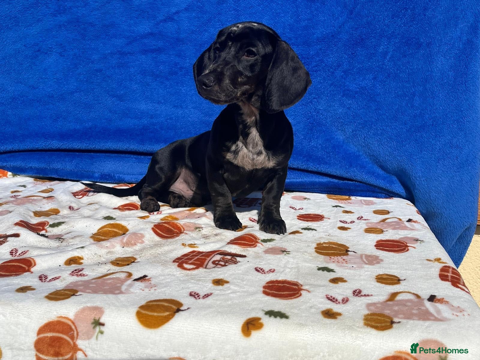 Miniature Dachshund dogs 🌈 BEAUTIFUL MINI HUGO DACHSHUND LITTER 🌈 - Advert 1