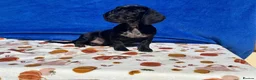 Miniature Dachshund dogs for sale: 🌈 BEAUTIFUL MINI HUGO DACHSHUND LITTER 🌈 - Advert 1