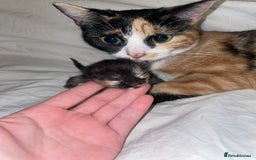 British Shorthair cats for sale: Kittens 4x male - Image 7