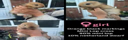 Mixed Breed rabbits for sale: Orange Mini lop + Mini lop cross black orange  - Advert 36