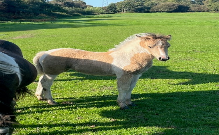 New Forest horses - Advert 1