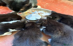 Mixed Breed cats for sale: 6 beautiful mixed breed kittens  - Image 8