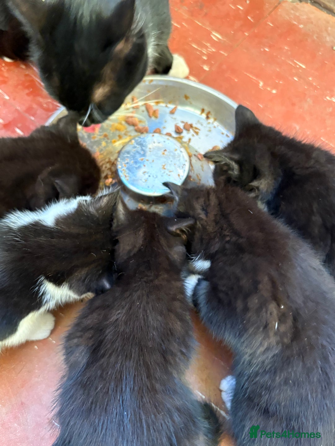 Mixed Breed cats for sale: 6 beautiful mixed breed kittens  - Image 8