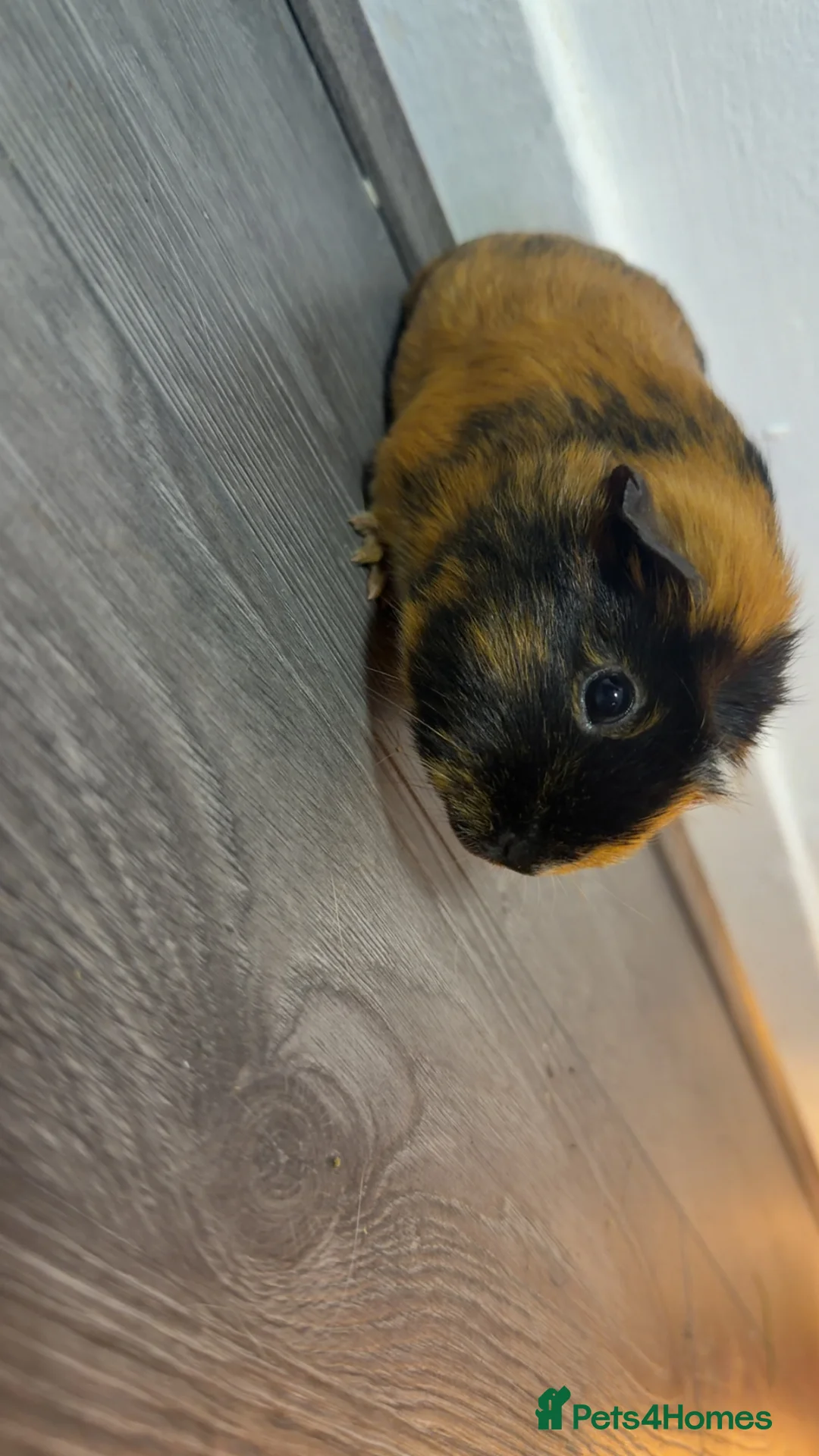 Guinea Pig rodents for sale: Beautiful guinea pigs  - Advert 5