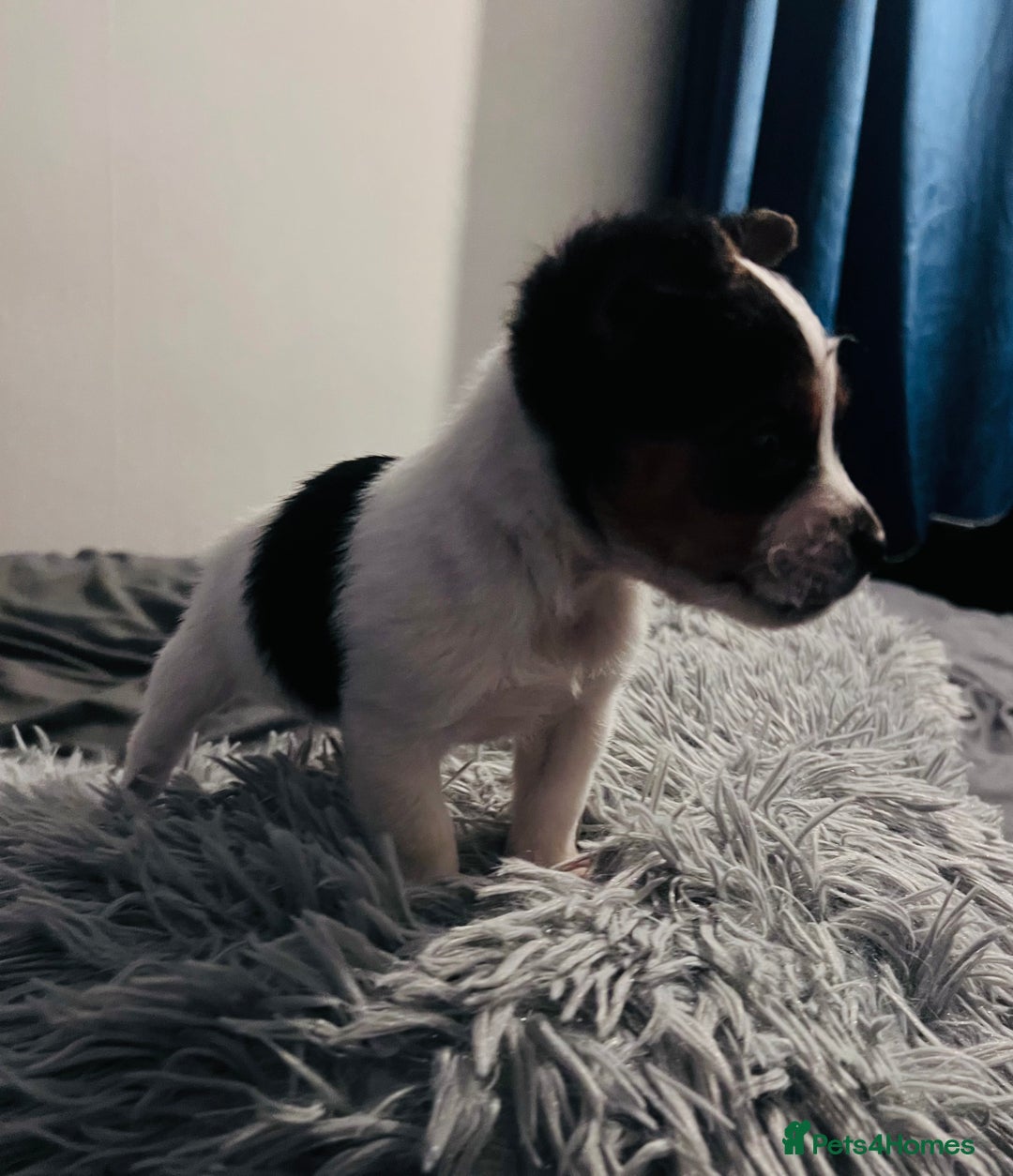 Jack Russell dogs for sale: Last little miniature grace awaiting her family.  - Advert 6