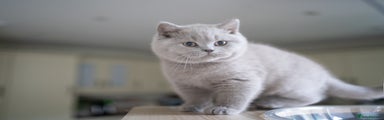 British Shorthair Kitten 3