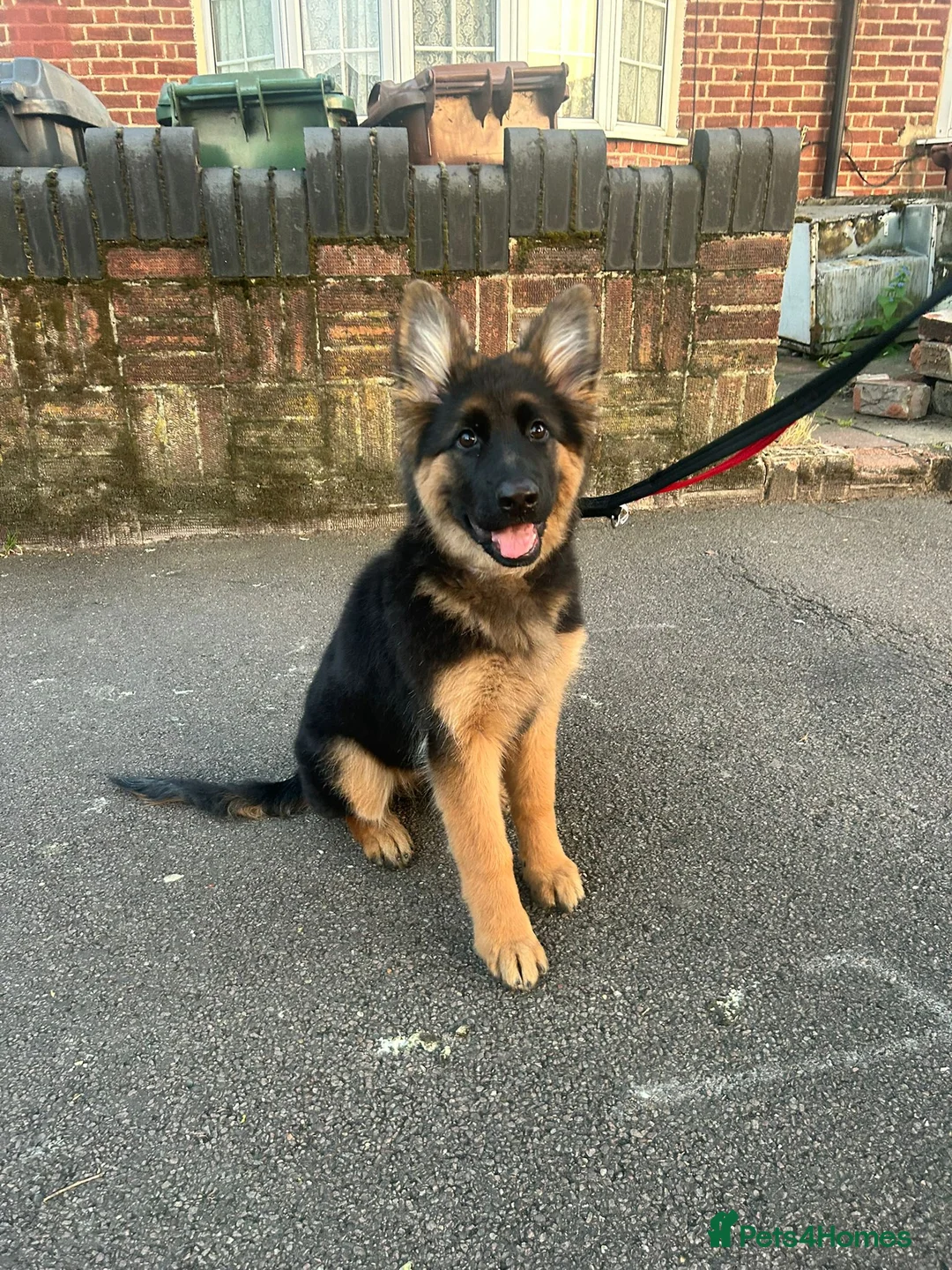German Shepherd dogs for sale: Gsd puppy - Advert 1