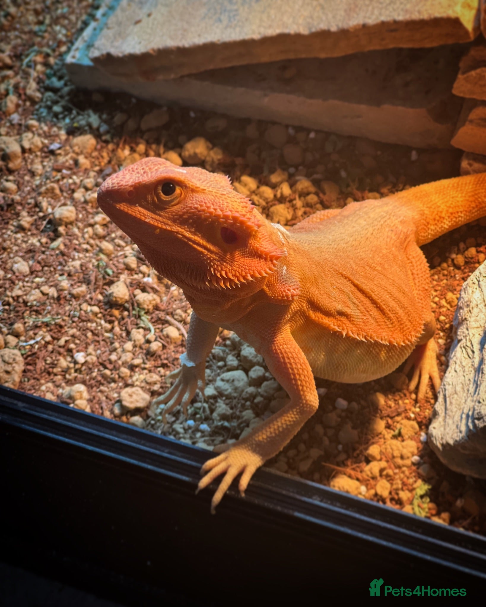Bearded Dragon reptiles Leatherback bearded dragon  - Advert 2