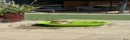 Rough Collie dogs for sale: Ready Now- Stunning Sable & White Female Puppy - Advert 3