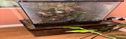 Gecko reptiles for sale: Crested Gecko Bio Active Set Up  in Woodbridge - Advert 5