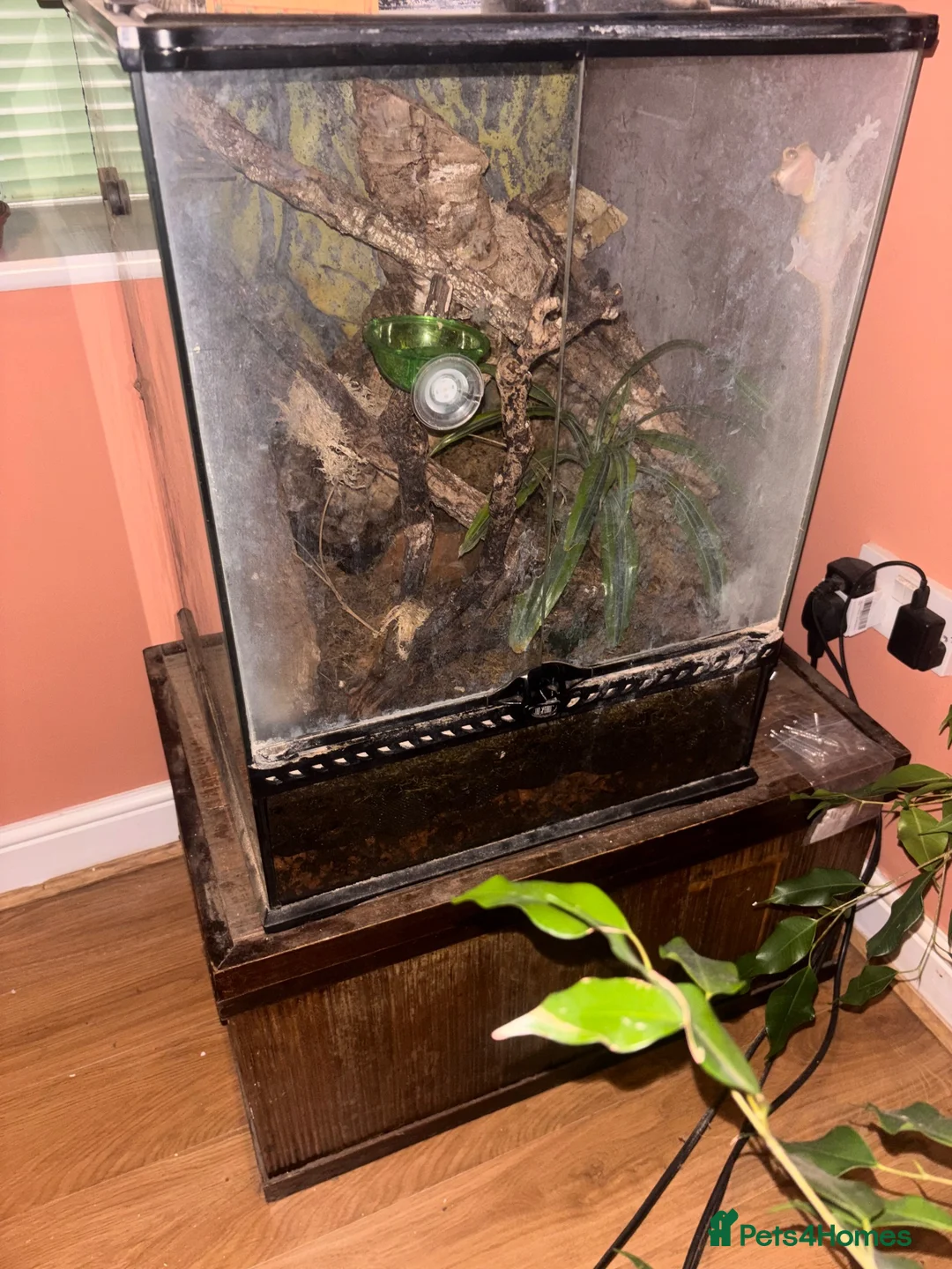 Gecko reptiles for sale: Crested Gecko Bio Active Set Up  in Woodbridge - Advert 5