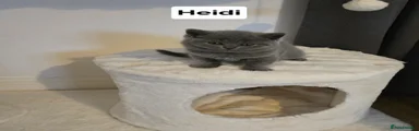 British Shorthair Kitten 1