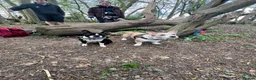 Mixed Breed dogs for sale: Boston terrier cross puppies - Advert 8