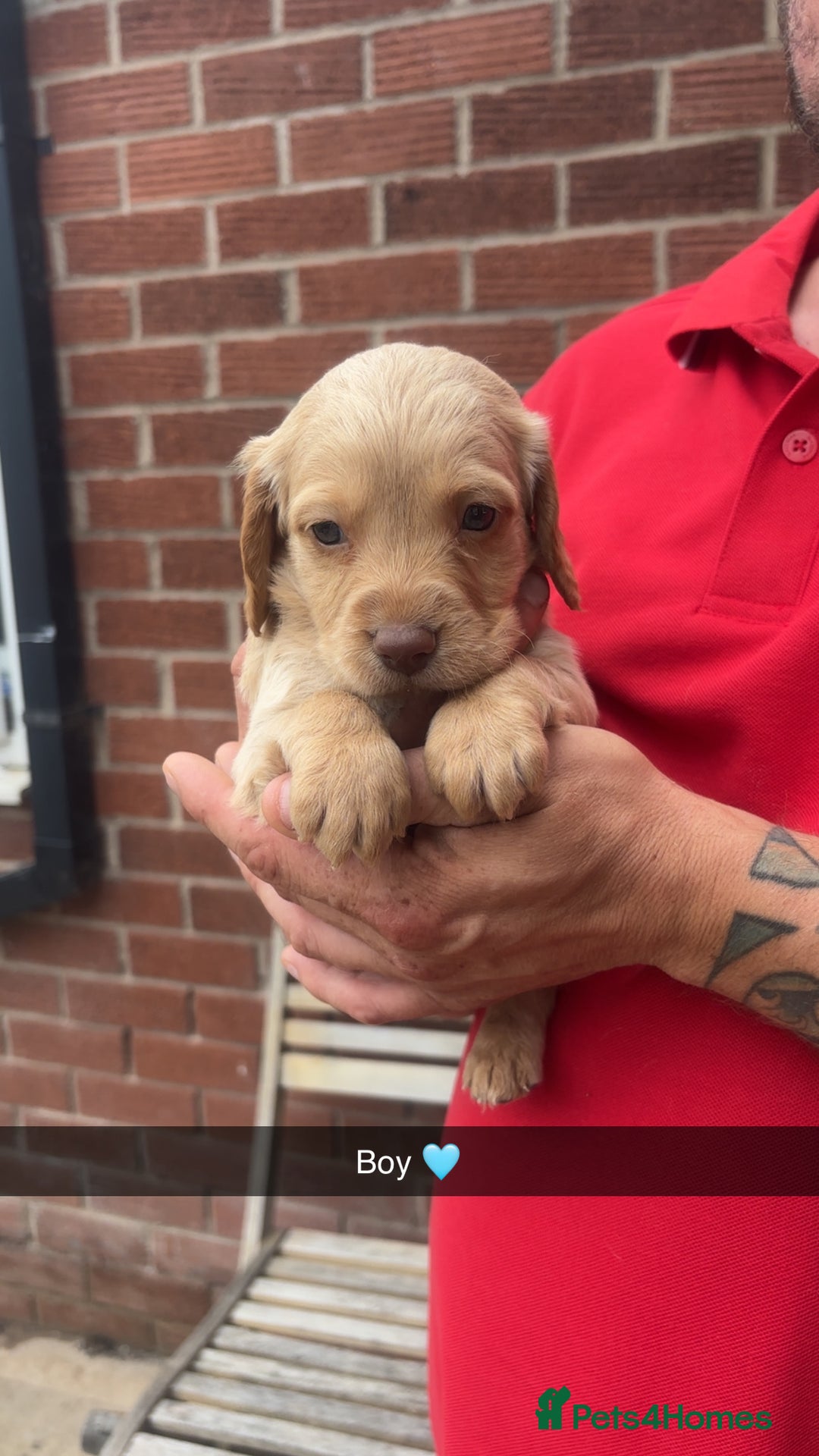 Mixed Breed dogs for sale: Beautiful Sprizla Puppies  - Image 3