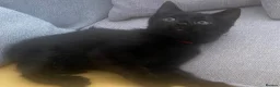 Mixed Breed cats for sale: Beautiful Black Kittens 🐾 - Advert 8