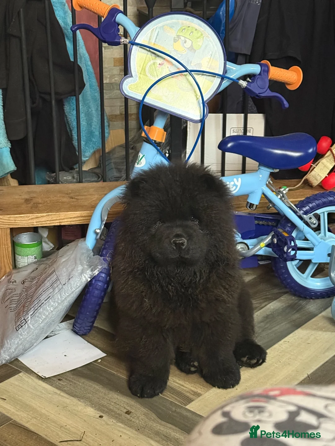 Chow Chow dogs for sale: Chow chow - Advert 2