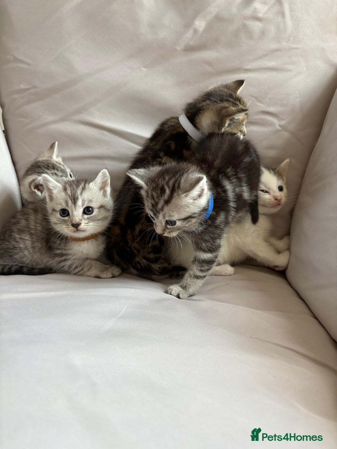 Mixed Breed cats for sale: 5 ADORABLE KITTENS 🐈1M/4F Ready For Reservation😺 - Image 18