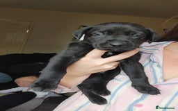 Mixed Breed dogs for sale: Puppies  - Image 6