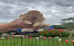 Continental Giant rabbits for sale: Beautiful Giant Continental Babies - Image 4
