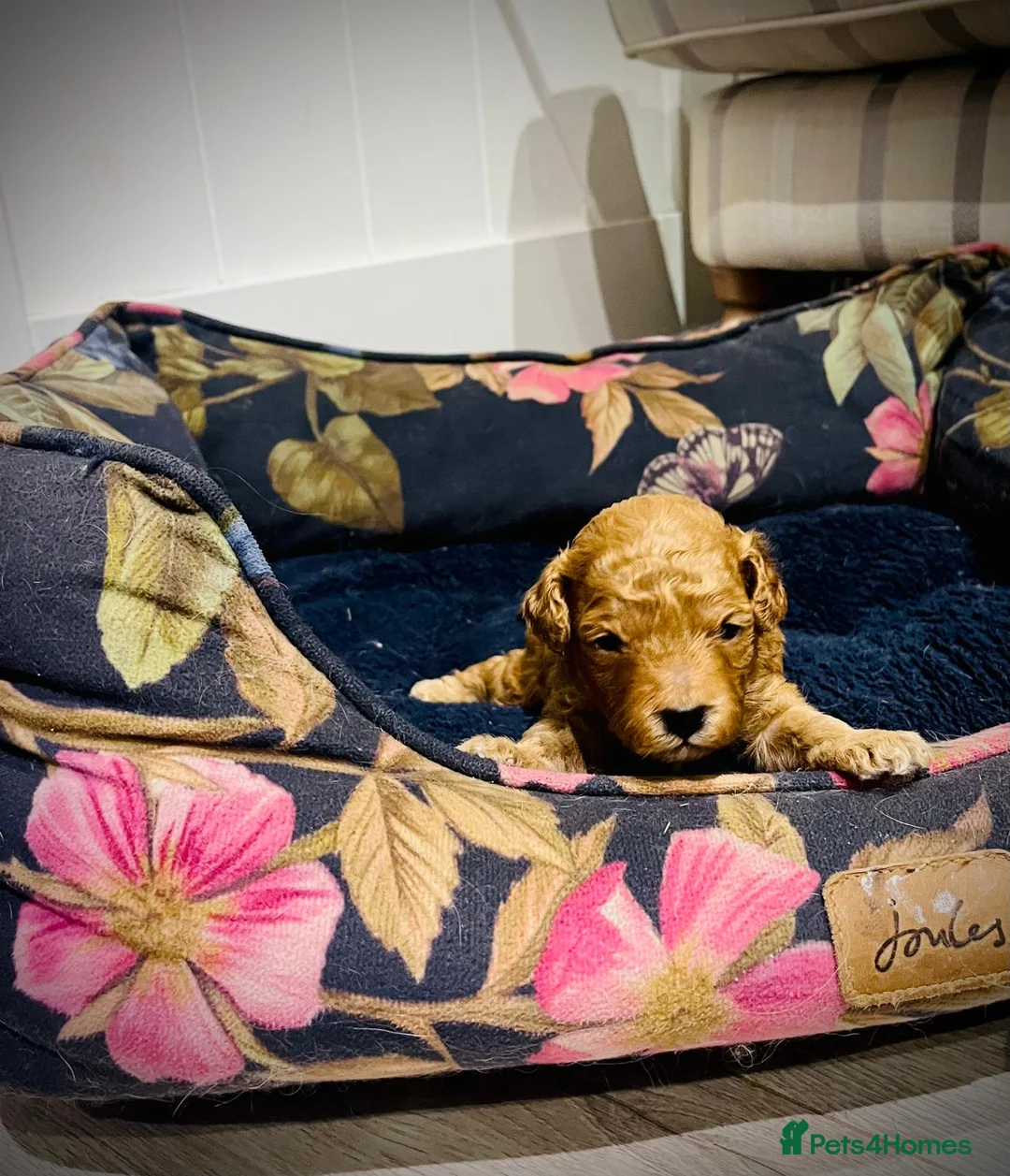 Cavapoo dogs for sale: Stunning F1b Cavapoo puppies  - Advert 15