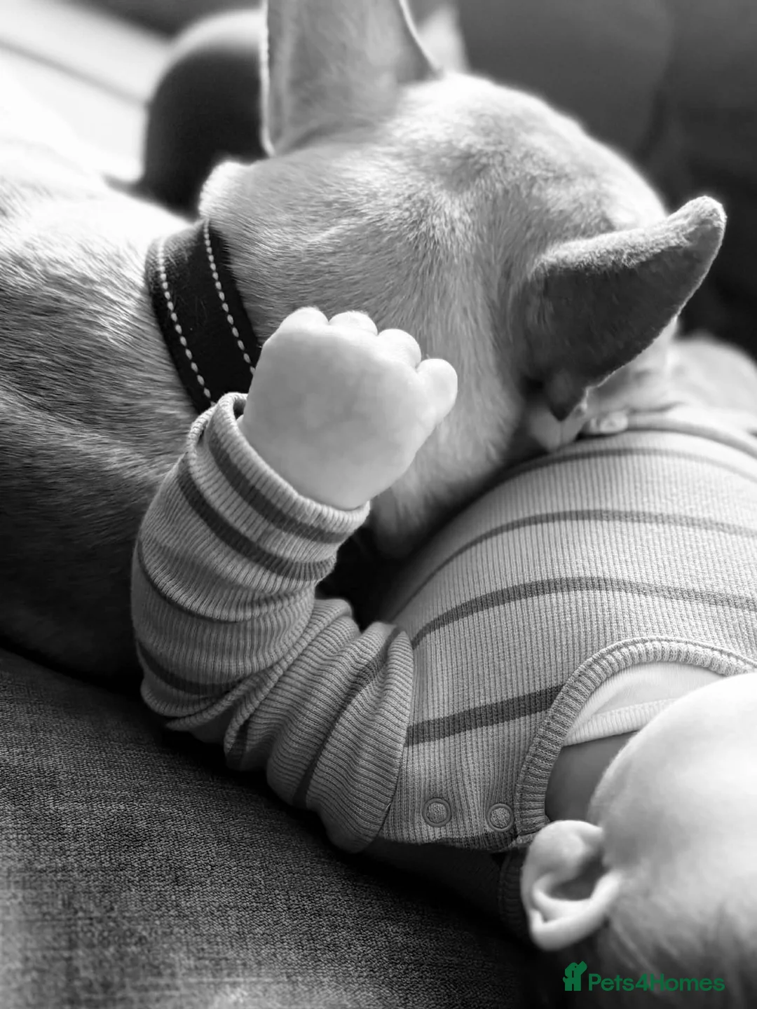 French Bulldog dogs for sale: The most loving French bulldog for sale  - Advert 7