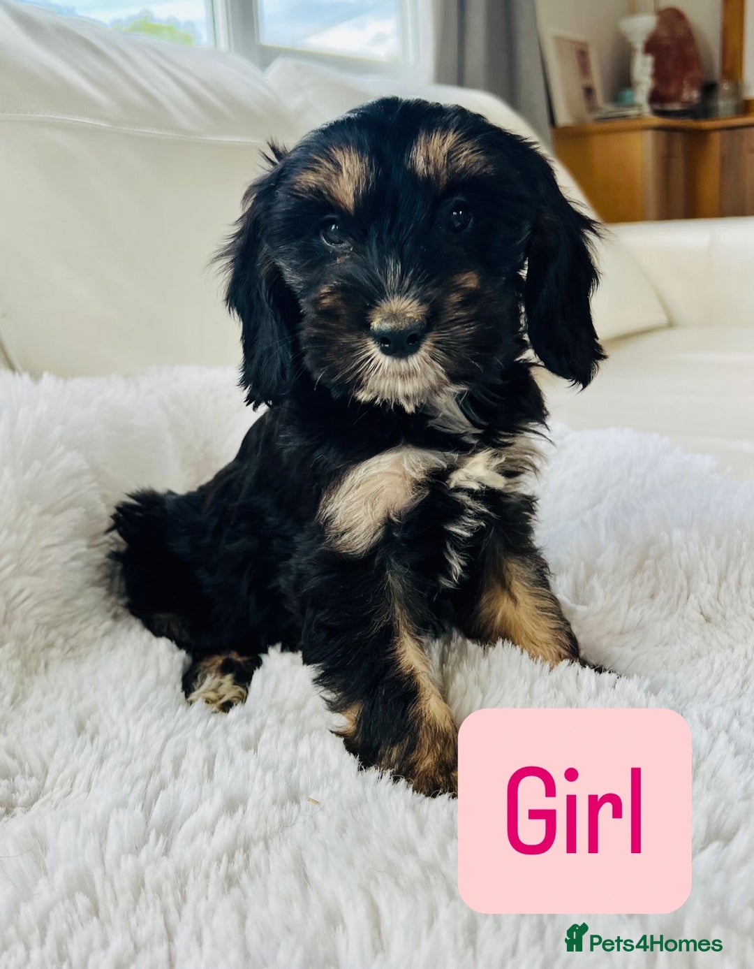 Cockapoo dogs for sale: Gorgeous F1 Cockapoo puppies - Image 7