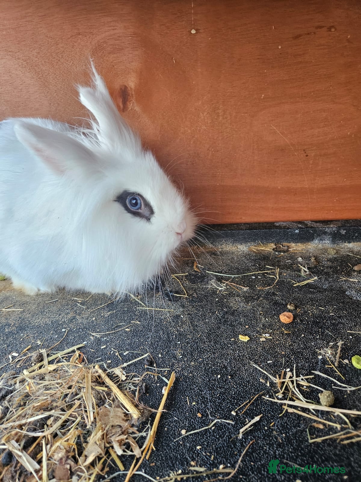 Lionhead rabbits 1 female friendly rabbit for sale ♥️♥️ - Advert 17