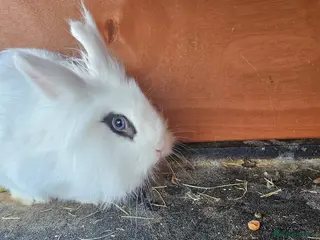 Lionhead rabbits 1 female friendly rabbit for sale ♥️♥️ - Advert 1