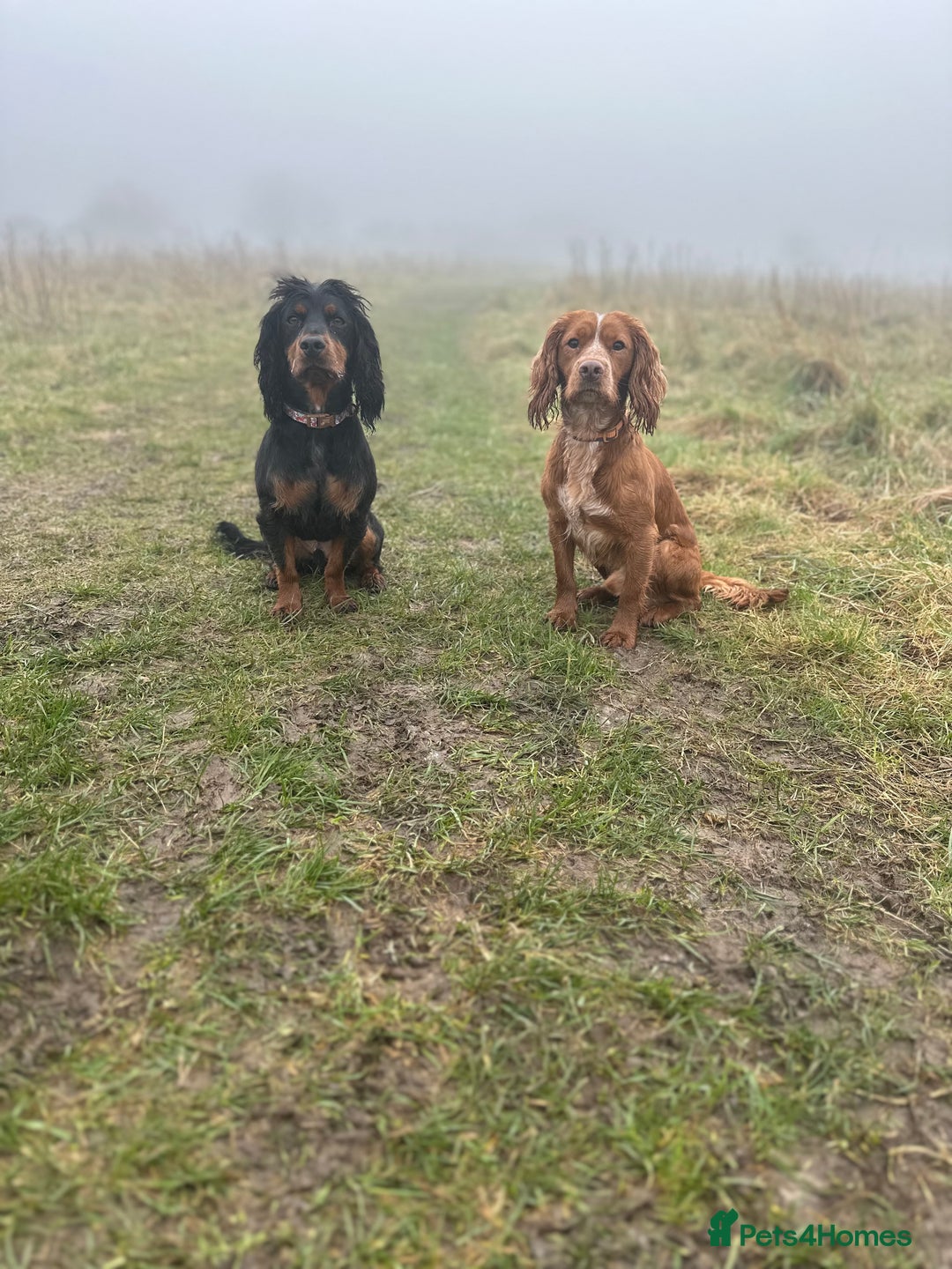 Cocker Spaniel dogs for stud: Working Cocker Spaniel at Stud (Proven) - Advert 6