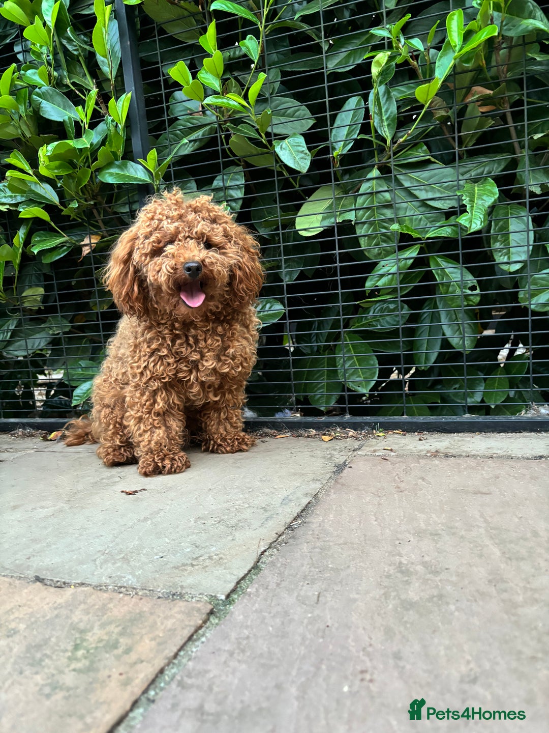 Cockapoo dogs for sale: TOY Cockapoo/ SHOW type F1 / License - Image 27