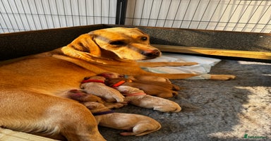 Labrador Retriever dogs - Advert 2