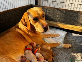 Labrador Retriever dogs - Advert 27