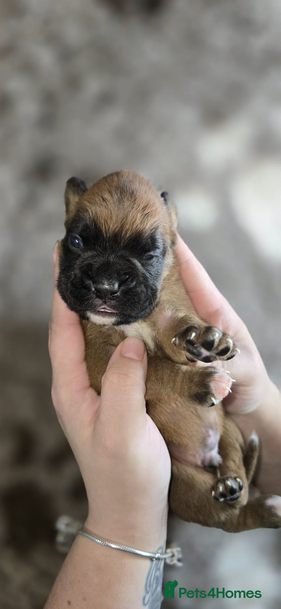 Boxer dogs for sale: Boxer puppies - Image 23