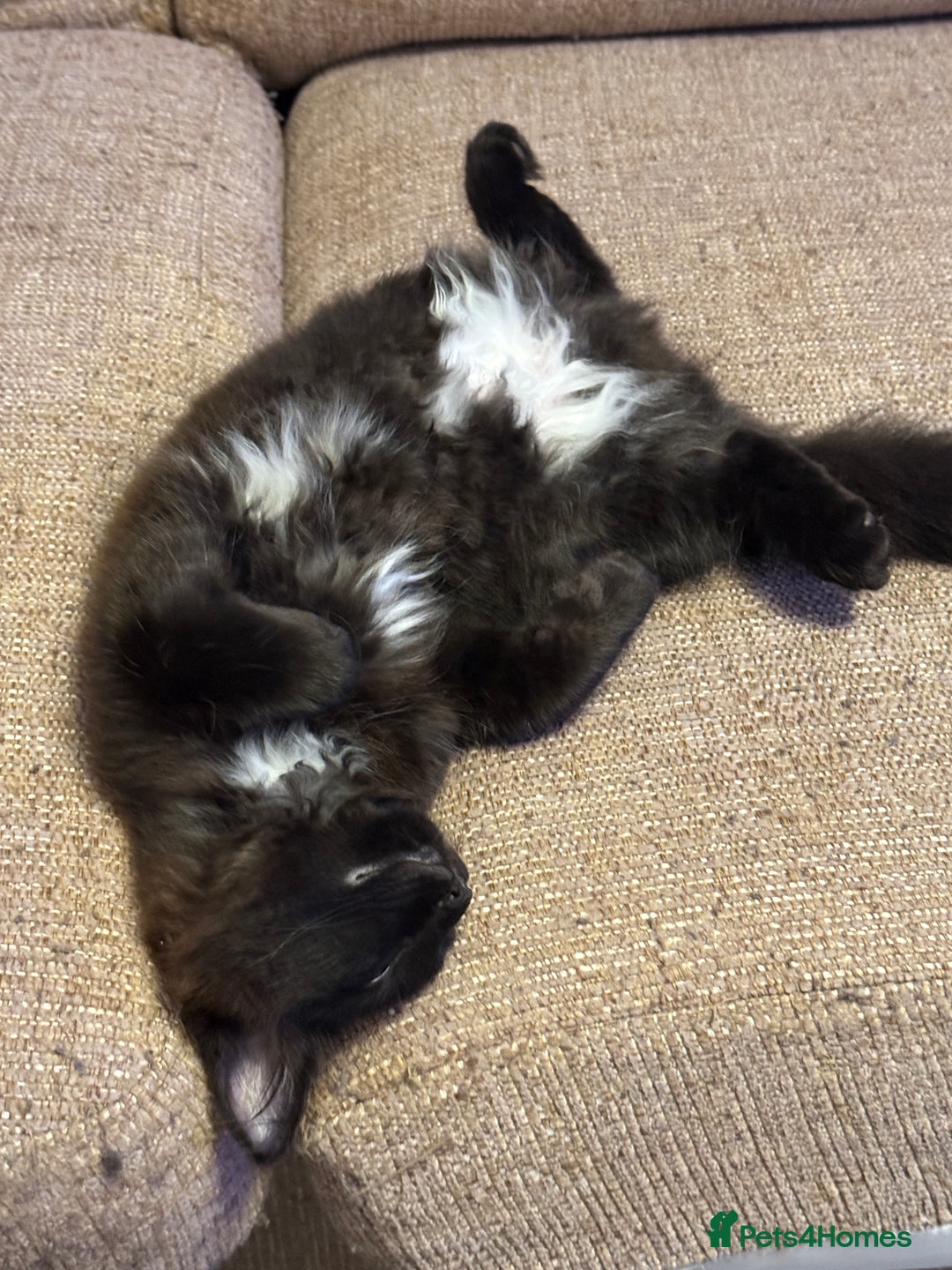 Mixed Breed cats for sale: Mixed breed kittens for sale - Image 8