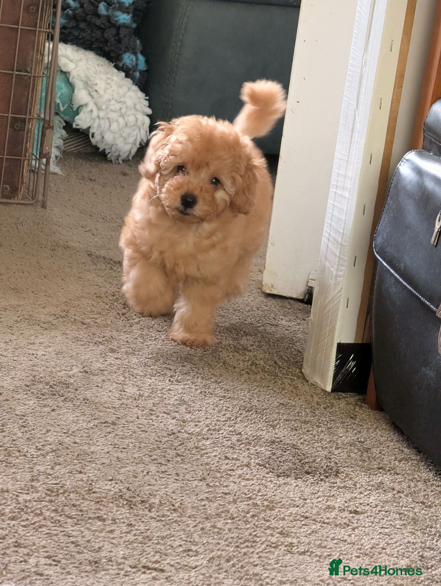 Toy Poodle dogs Toy poodles Maggies puppies  - Advert 18