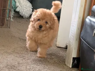 Toy Poodle dogs Toy poodles Maggies puppies - Advert 18