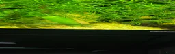 Plecos fish for sale: Different colour plecs - Advert 1