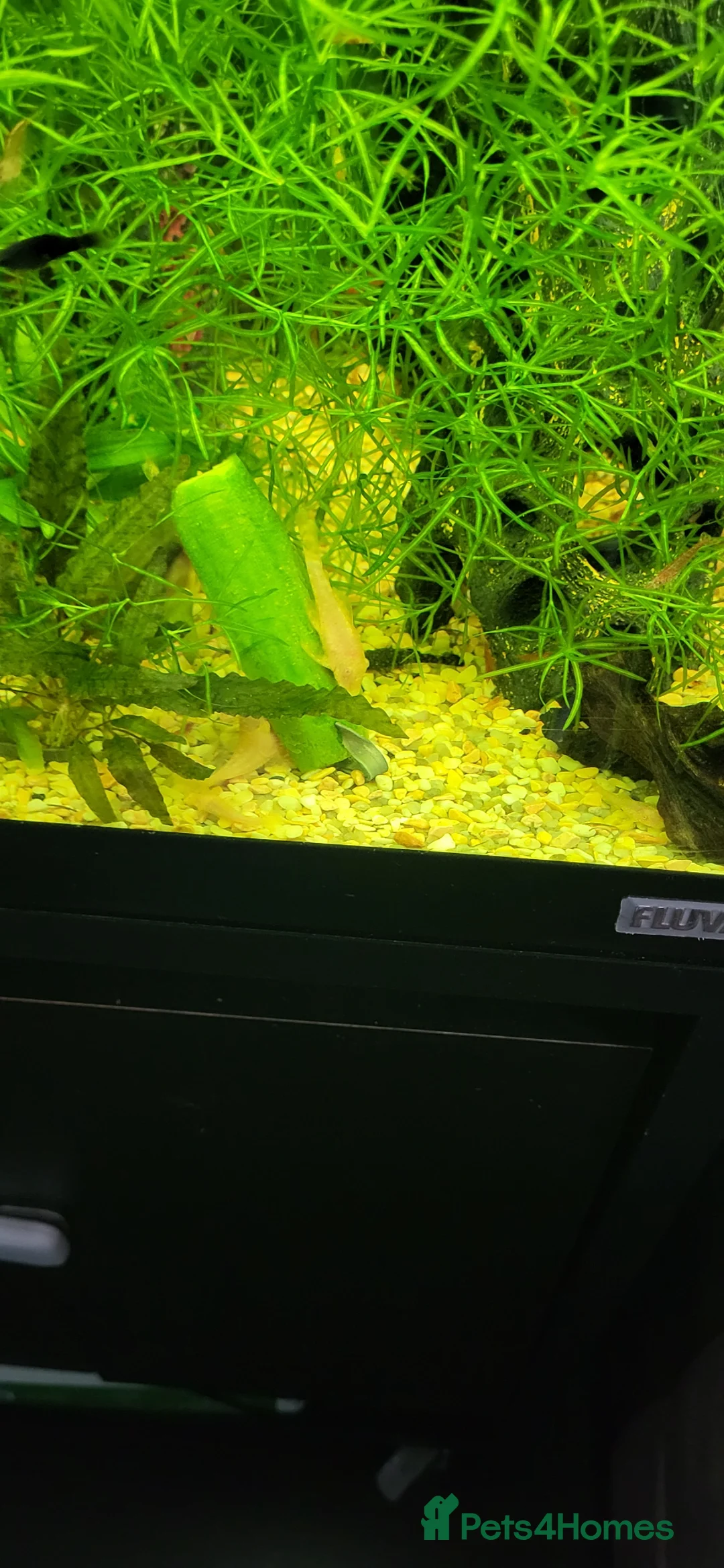 Plecos fish for sale: Different colour plecs - Advert 1