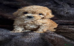 Cavapoo dogs for sale: One stunning red cavapoo male  - Image 10