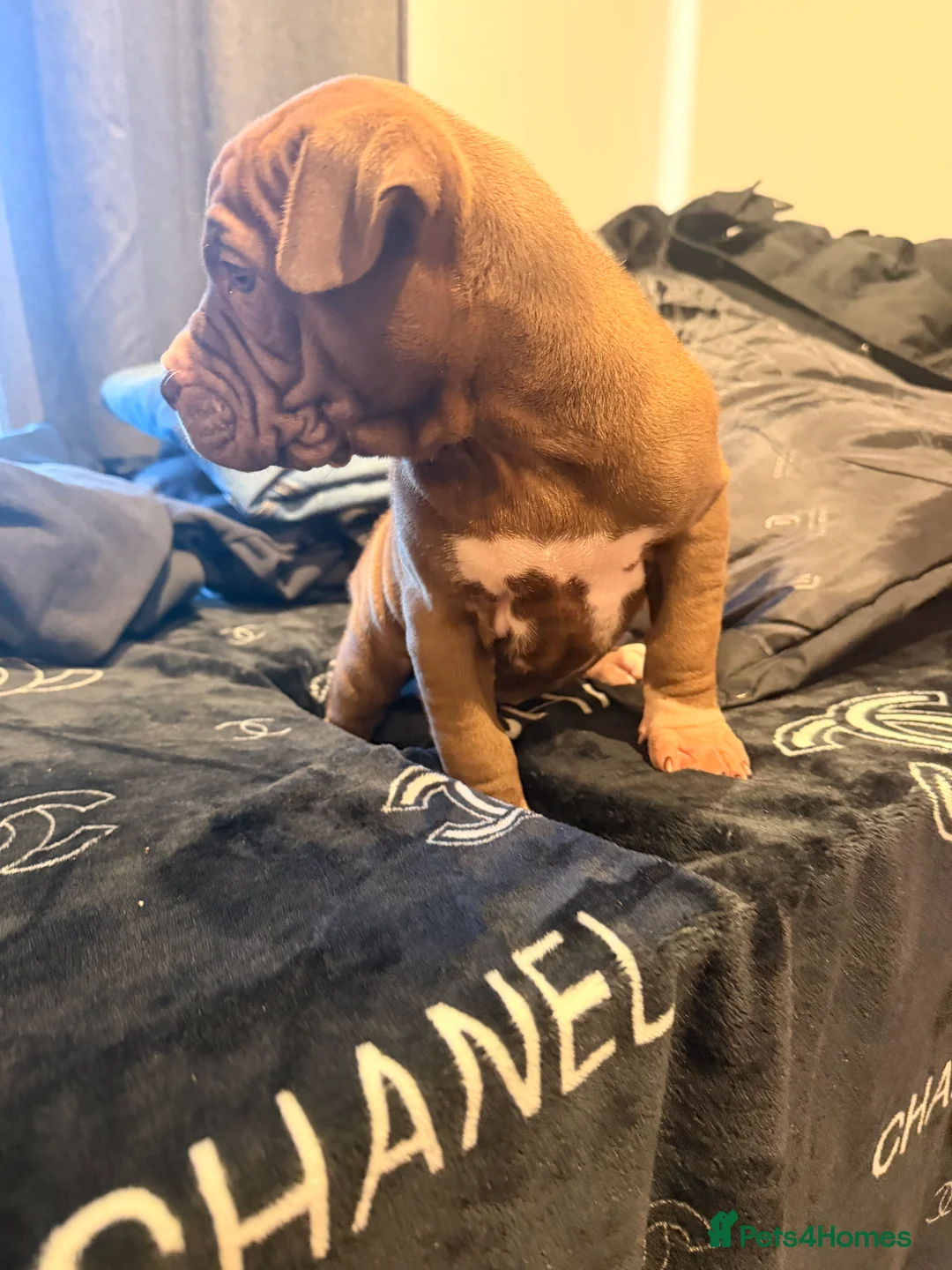 Mixed Breed dogs for sale: Lovely Sharpei/Staff  ** tiff - 2 Females Left  in Romford - Advert 7