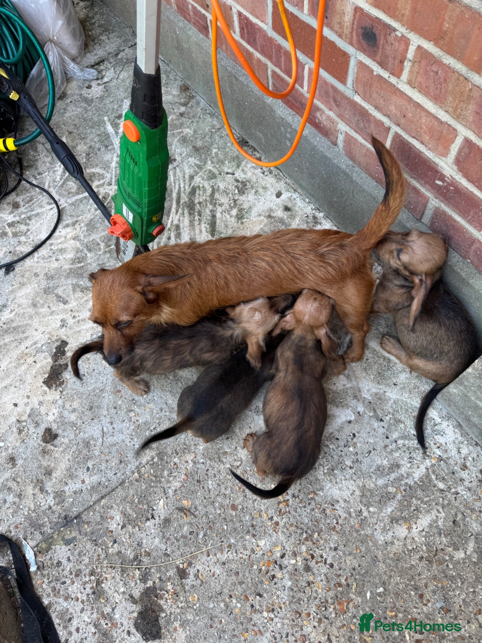 Mixed Breed dogs 3/4 dauschund 1/4 yorkie pups  - Advert 3