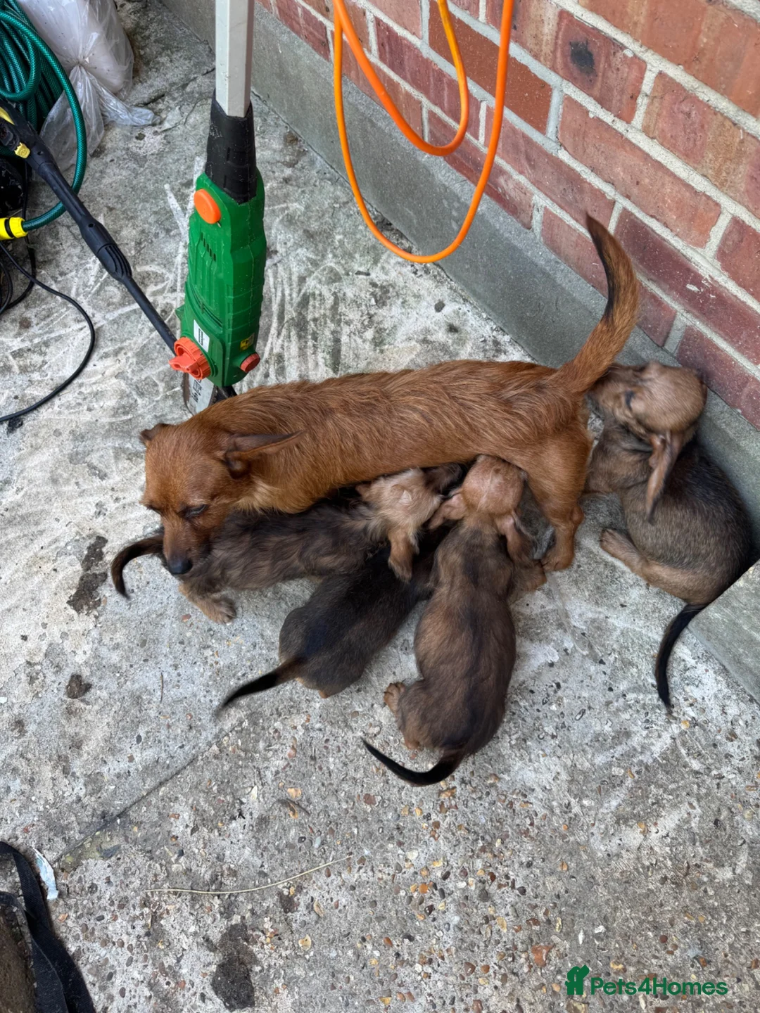 Mixed Breed dogs for sale: 3/4 dauschund 1/4 yorkie pups  - Advert 1