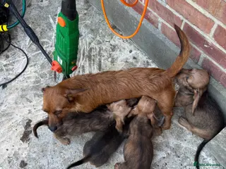 Mixed Breed dogs 3/4 dauschund 1/4 yorkie pups - Advert 1