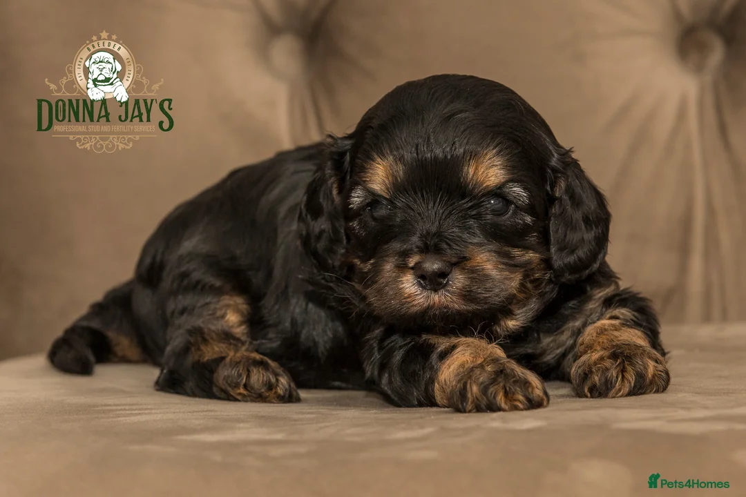 Cavapoo dogs for sale: Donna jays celebrity k9s 🌟🌟🌟🌟🌟  - Advert 4